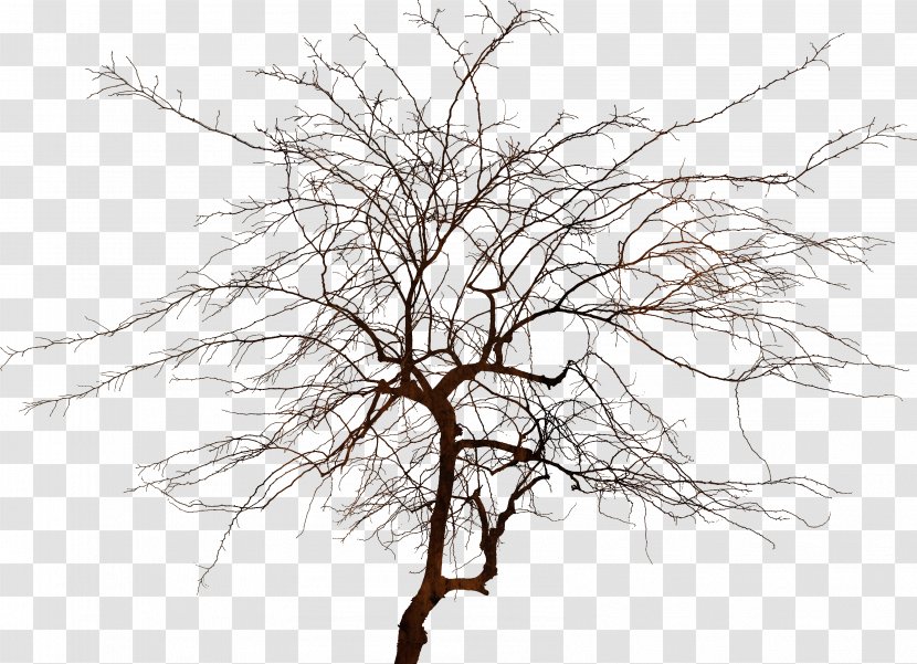 Tree Branch Stock Photography Wood Kih - Monochrome - Arboles Transparent PNG