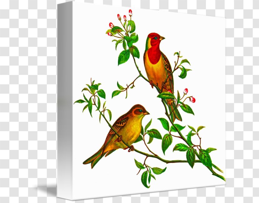 Needlepoint The Birds Of Australia Cross-stitch Pattern - Plant - Paper Bunting Transparent PNG