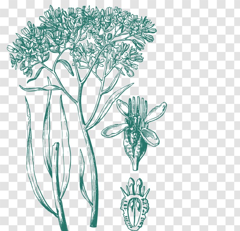 A Sketch Of The Vegetation Swan River Colony Tree - Organism - Trees Silhouette Transparent PNG