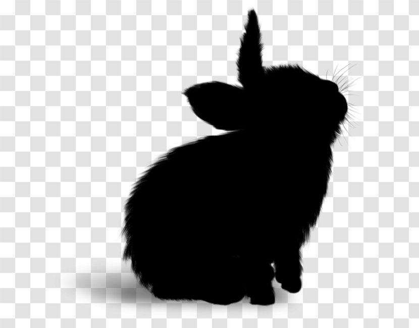 Whiskers Domestic Rabbit Cat Hare Dog - Rabbits And Hares - Snout Transparent PNG
