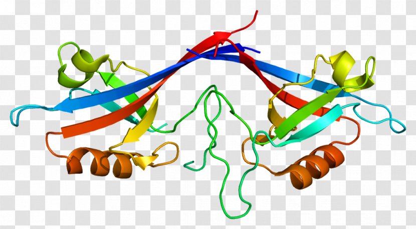 Protein Domain Ankyrin Repeat SHANK3 Autism - Tree - Child Transparent PNG