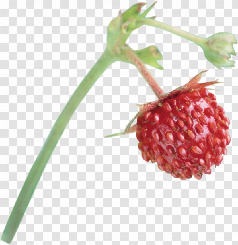 Musk Strawberry Aedmaasikas Fruit - Natural Foods Transparent PNG
