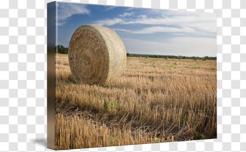 Hay Harvest Straw Crop Prairie - Field Transparent PNG