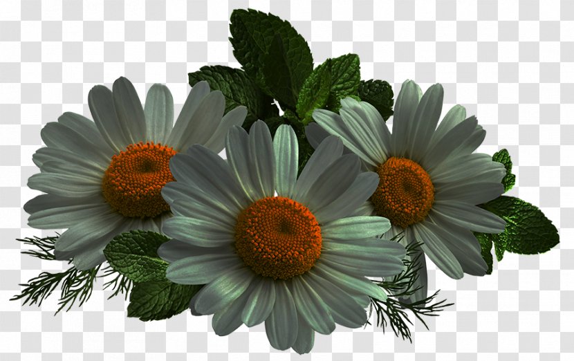 Common Daisy Cut Flowers Transvaal Oxeye Aster - Flower - Papatya Transparent PNG