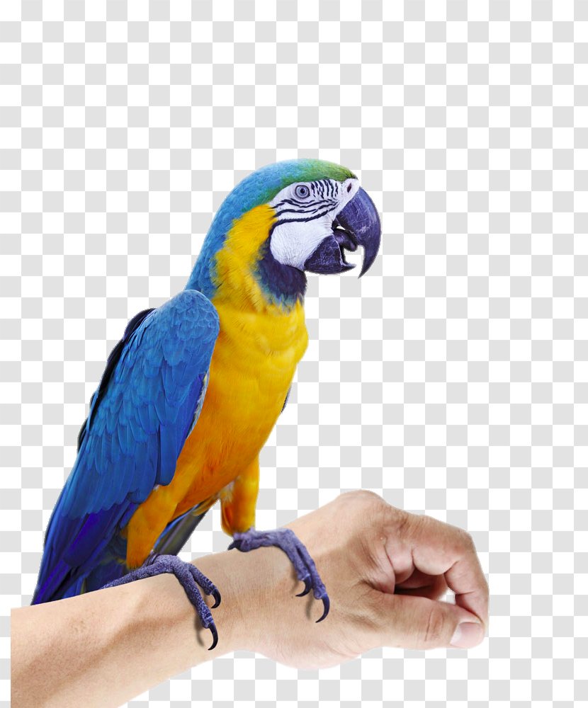 Budgerigar Eclectus Parrot Bird Macaw - Rest In The Hands Of Parrots Transparent PNG