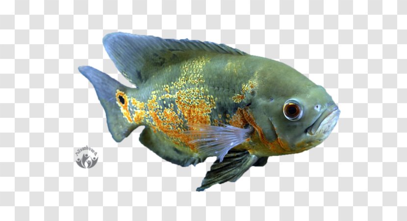 Goldfish Oscar Aquariums Tropical Fish Transparent PNG