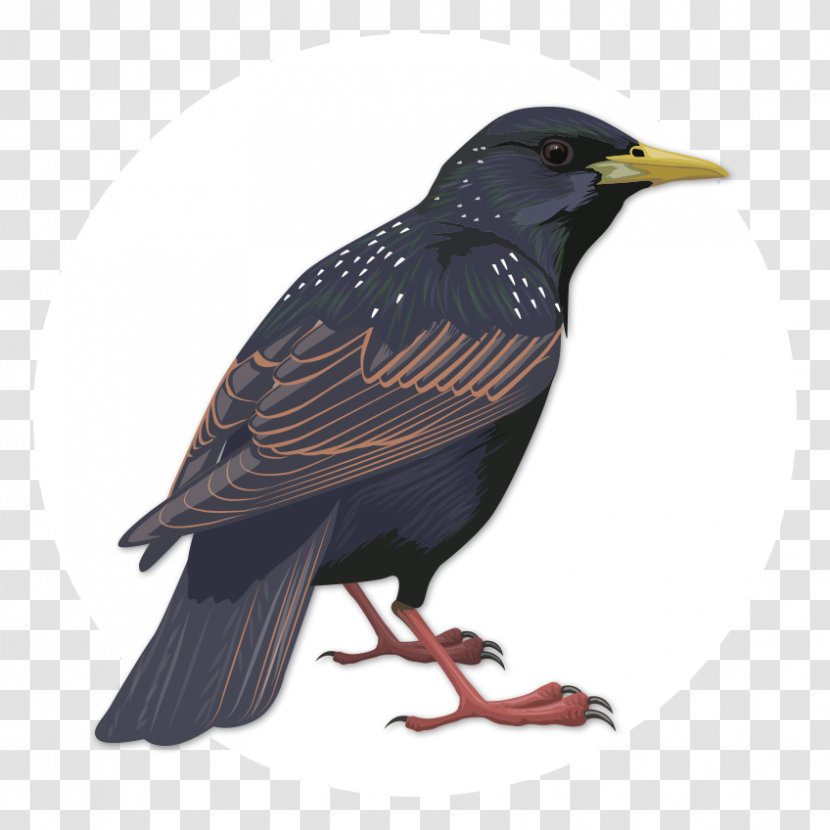 Birdwatching Common Starling Beak - Male - Large Birds Transparent PNG