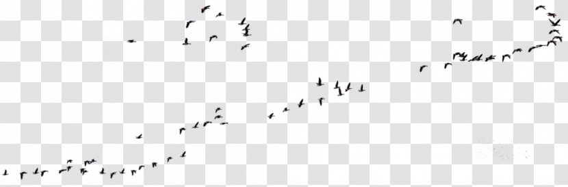 Canada Goose Flock Bird Migration - White Transparent PNG