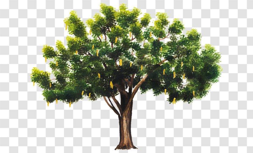 Tree Branch Celtis Australis Plant Leaf - Crown Transparent PNG