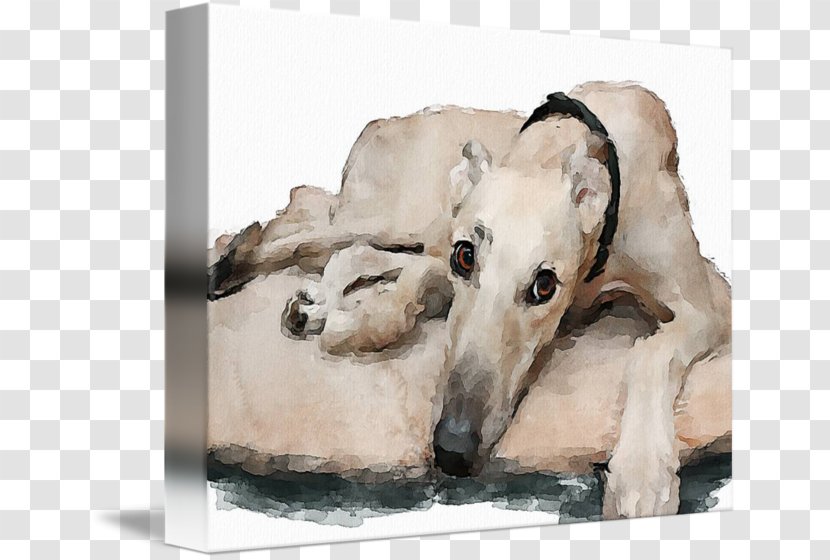 Whippet Borzoi Sloughi Spanish Greyhound Saluki - Carnivoran Transparent PNG