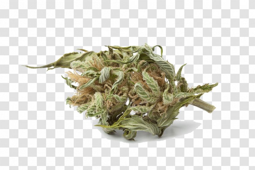 Cannabis Cup Bud Medical Marijuana - Hemp - Indian Dry Transparent PNG