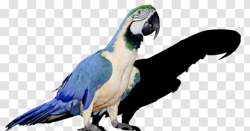Parrot Bird Budgerigar Cockatiel Parakeet - Feather - Mosaico Transparent PNG
