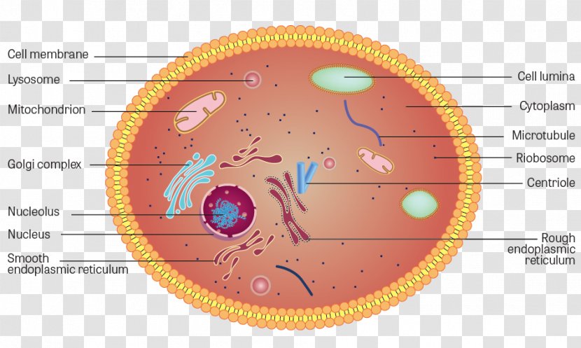 Plant Cell Cytoplasm Anatomy Structure - Flower - Frame Transparent PNG