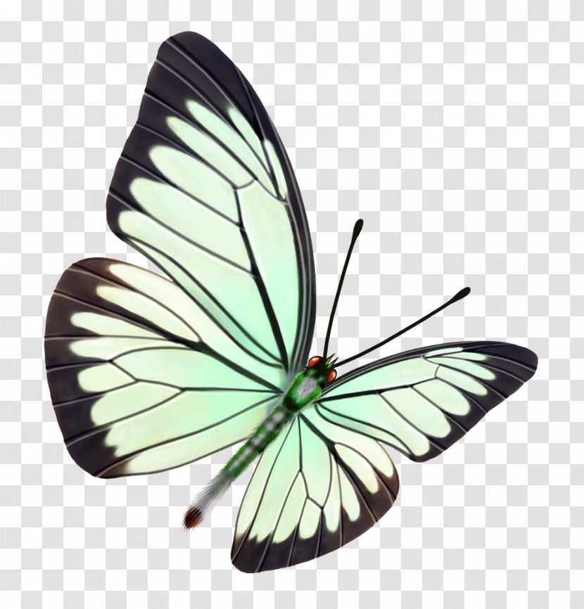 Butterfly Paper Watercolor Painting Drawing - Art Transparent PNG