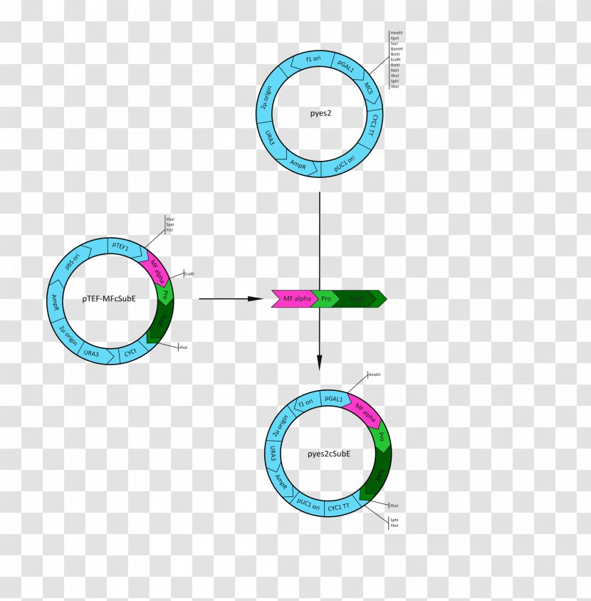Circle Project Cloning Gene Logo - Coming Vector Transparent PNG