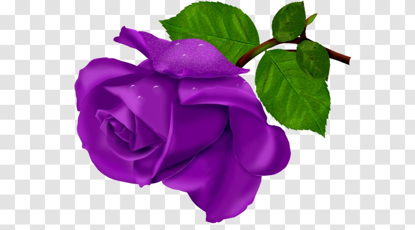 Beach Rose Flower Purple - Multiflora - Bouquet Transparent PNG