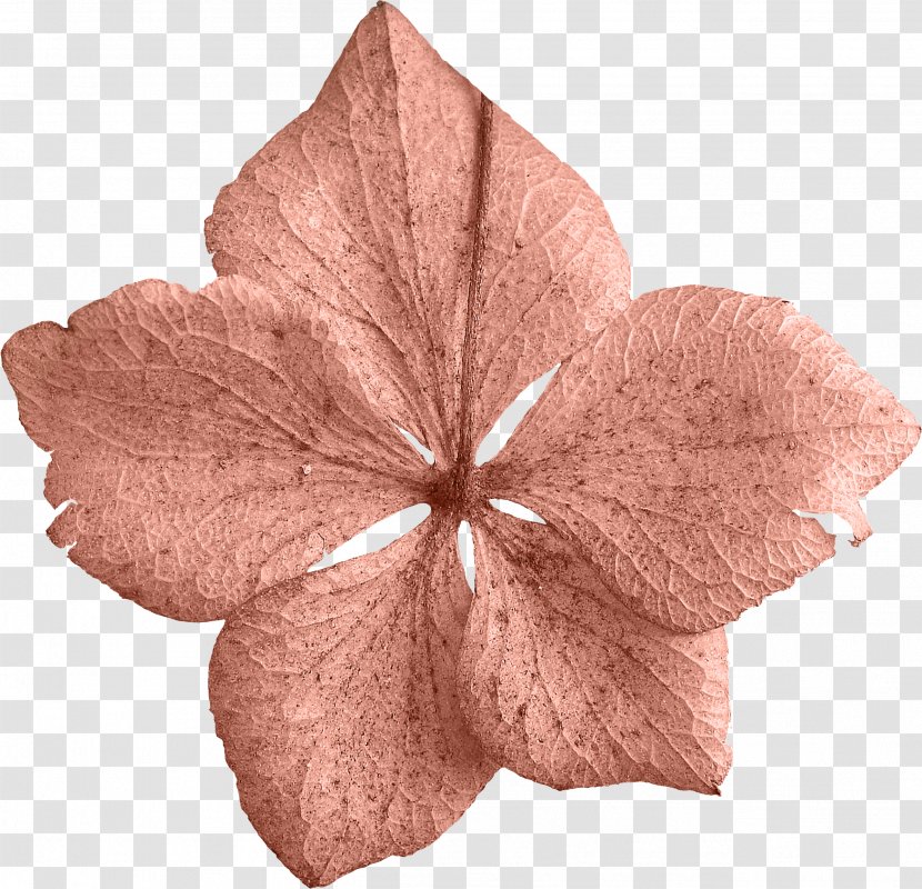 Petal Leaf Flower Clip Art - Petals Transparent PNG