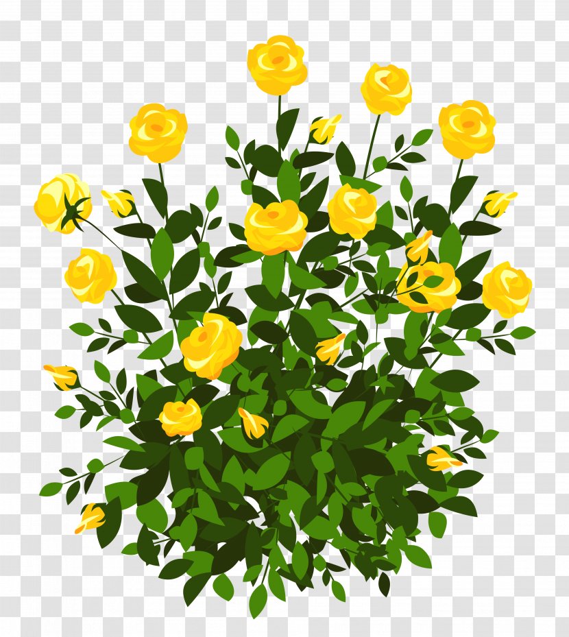 Rose Shrub Flower Clip Art - Oxeye Daisy - Yellow Bush Clipart Picture Transparent PNG