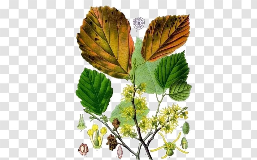 United States Hamamelis Virginiana Vernalis Witch Hazel Shrub - Leaf Transparent PNG