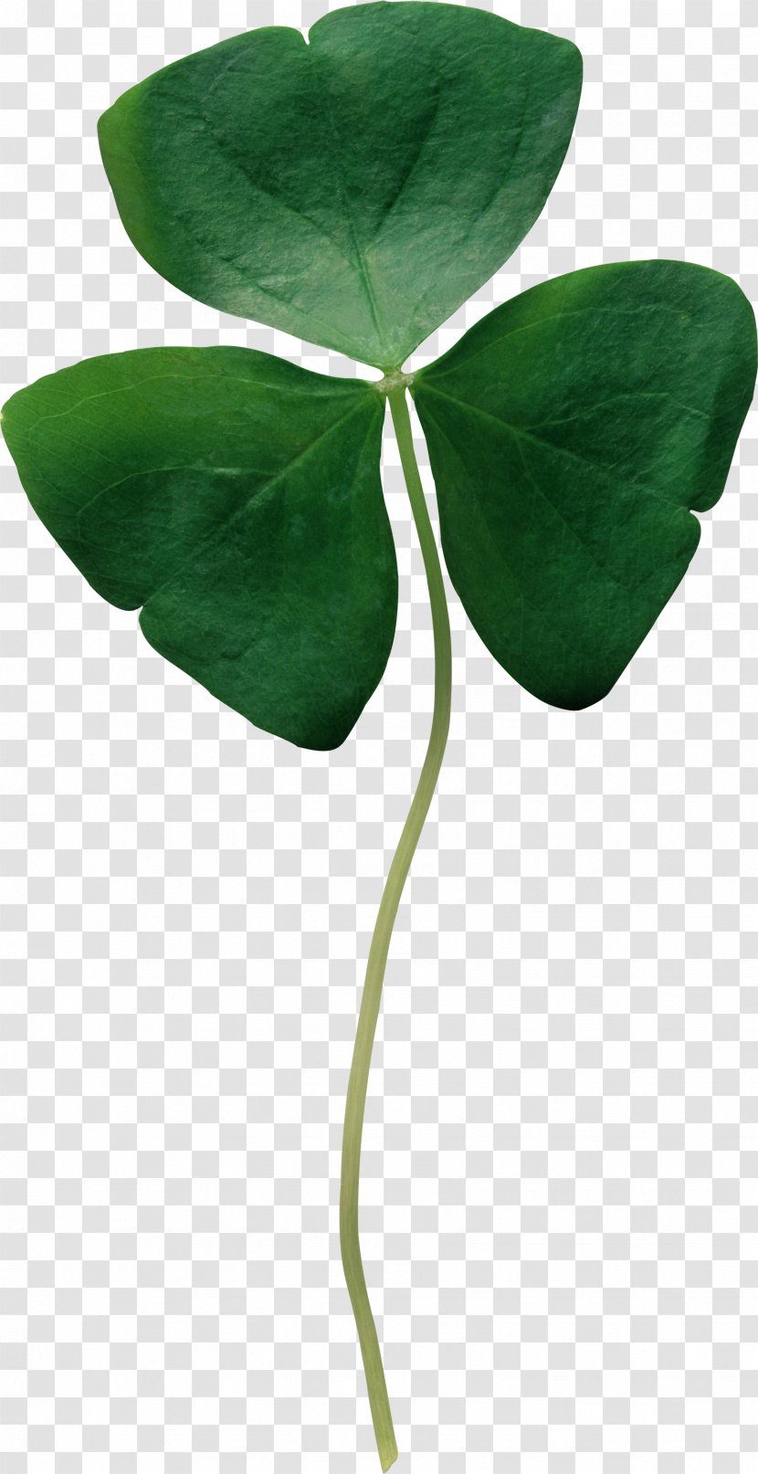 Republic Of Ireland Shamrock Four-leaf Clover Saint Patrick's Day - Patrick S Transparent PNG