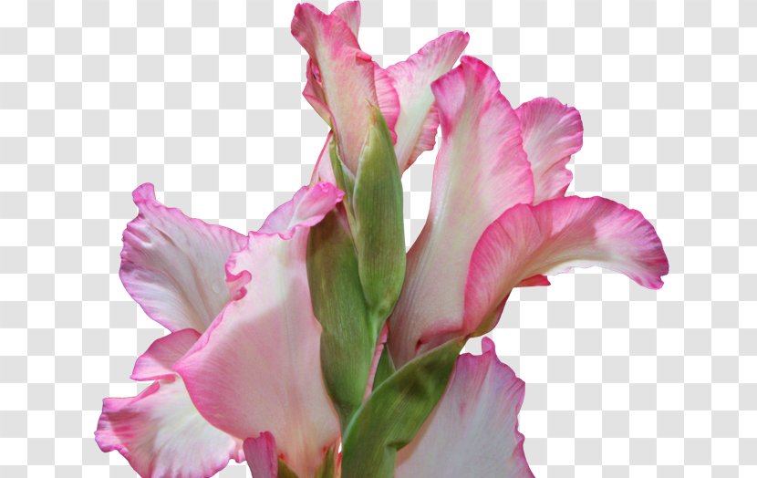 Gladiolus Cut Flowers Cattleya Orchids Pink M Plant Stem - Herbaceous Transparent PNG