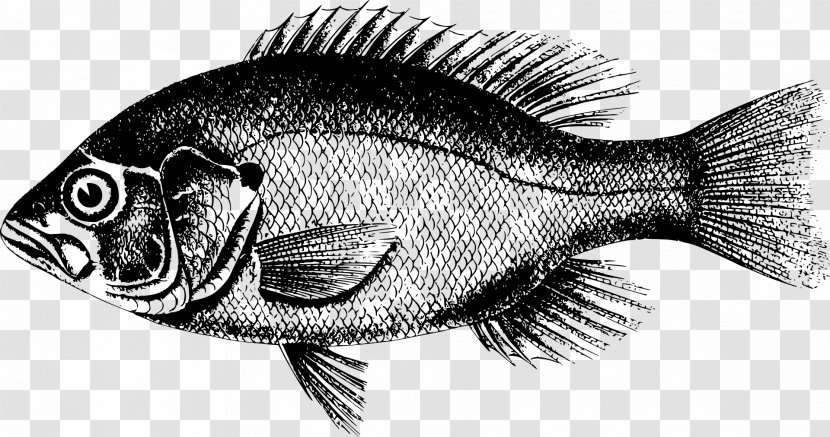 Fish T-shirt Animal European Perch Clip Art - Drawing Transparent PNG