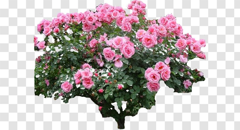 Garden Roses Flower Rose Plant - Pink Family Transparent PNG
