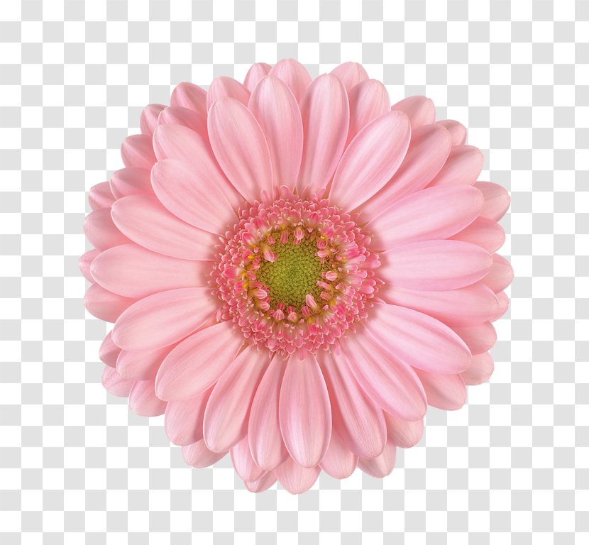 Transvaal Daisy Flower Bouquet Floristry Shop Transparent PNG