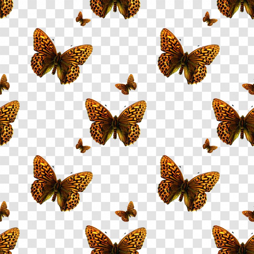 Texture Mapping Photography Pattern - Butterfly Insect Transparent PNG