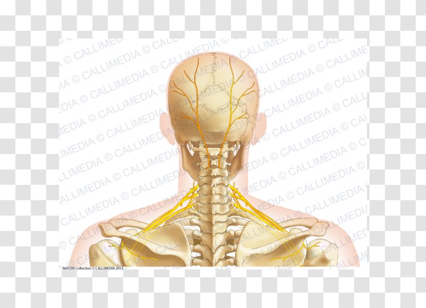 Neck Bone Human Anatomy Head - Tree - Skull Transparent PNG