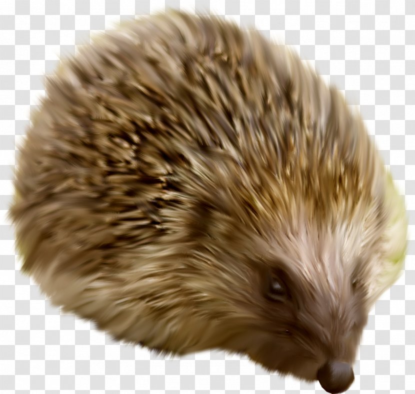 Domesticated Hedgehog Raster Graphics Clip Art - Erinaceidae Transparent PNG