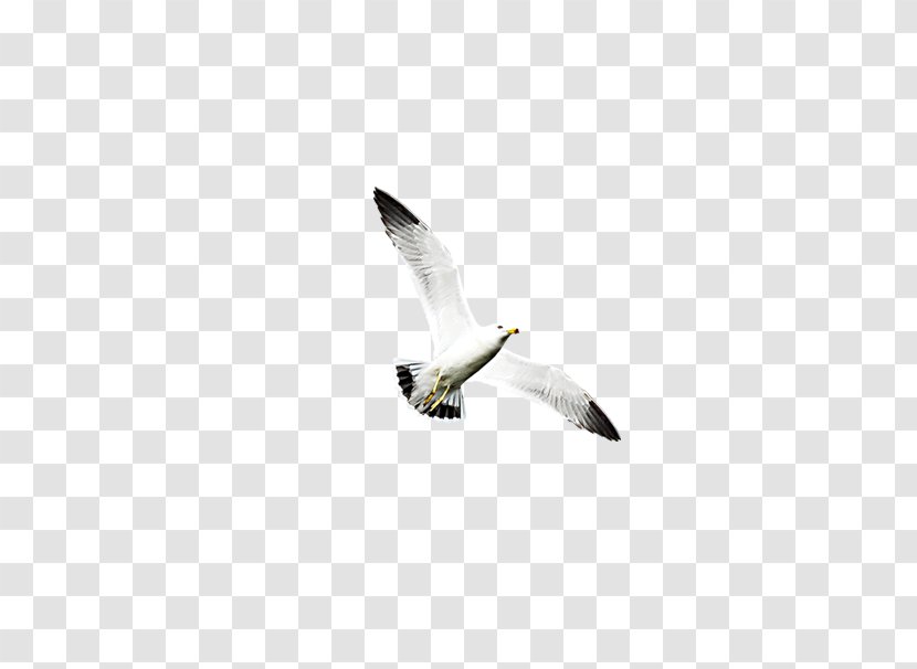 Columbidae Export Import - Flying Bird Transparent PNG