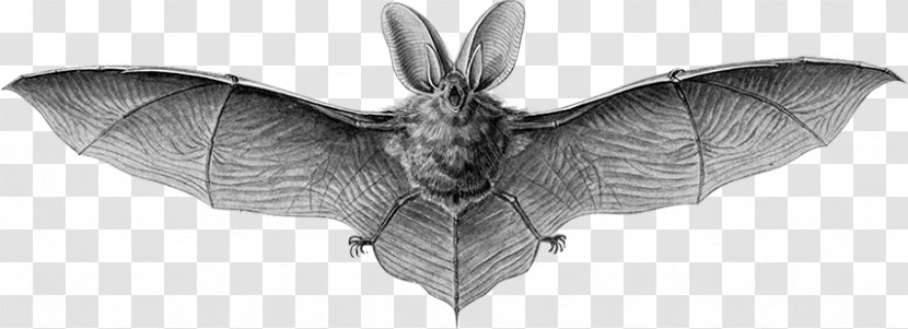 Art Forms In Nature Brown Long-eared Bat Northern Myotis Bats Grey - Longeared - Monochrome Transparent PNG