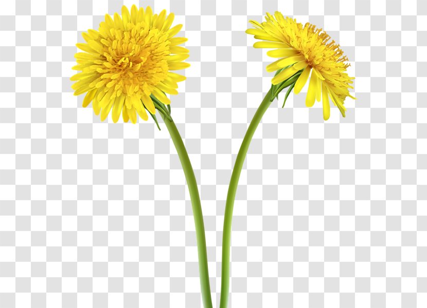 Dandelion Yellow Flower Clip Art - Plant - Spring Forward Transparent PNG