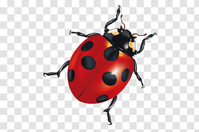Insect Android Application Package Clip Art - Flashcard - Ladybug Transparent PNG