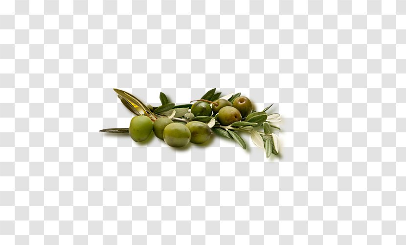 Olive Fruit Icon - Tree - Olives Transparent PNG