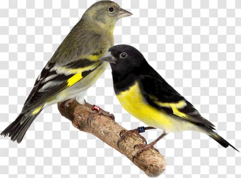 Domestic Canary Bird Brambling Passerine Yellow-bellied Siskin - Goldfinch Transparent PNG