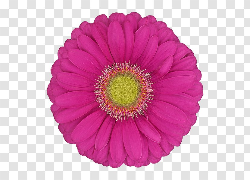 Barberton Daisy Gerbera Flower Pink Petal - Family Cut Flowers Transparent PNG