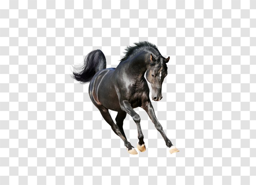 Arabian Horse Mustang Stallion American Paint Mare - Colt Transparent PNG