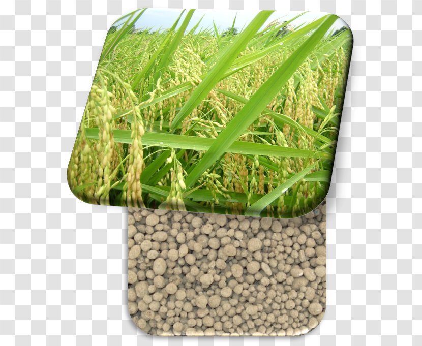 Grasses Oryza Sativa Commodity Family - Grass Transparent PNG