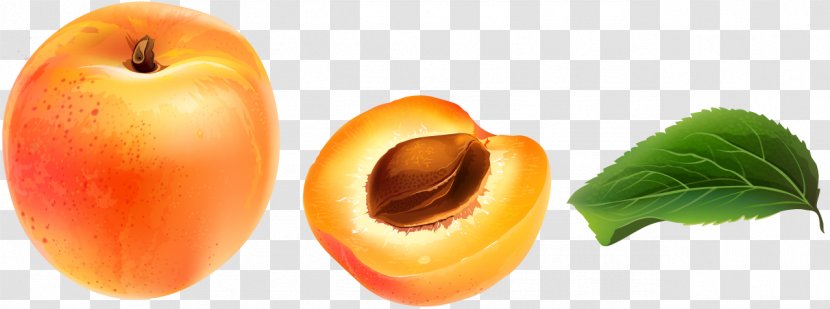Apricot Armenian Food Plum - Pomegranate - Vector Big Transparent PNG