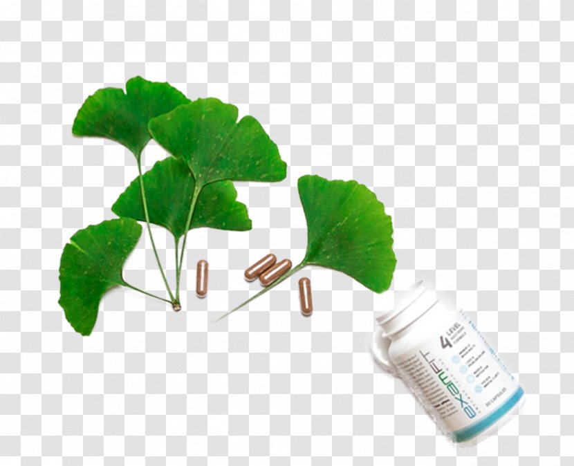 Ginkgo Biloba N-Phenylacetyl-L-prolylglycine Ethyl Ester Excitotoxicity Hippocampus Glutamate - Caffeine - Overlooking Tree Transparent PNG