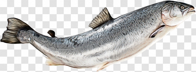 Sardine Oily Fish Capelin Fish Animal Figurine Transparent PNG