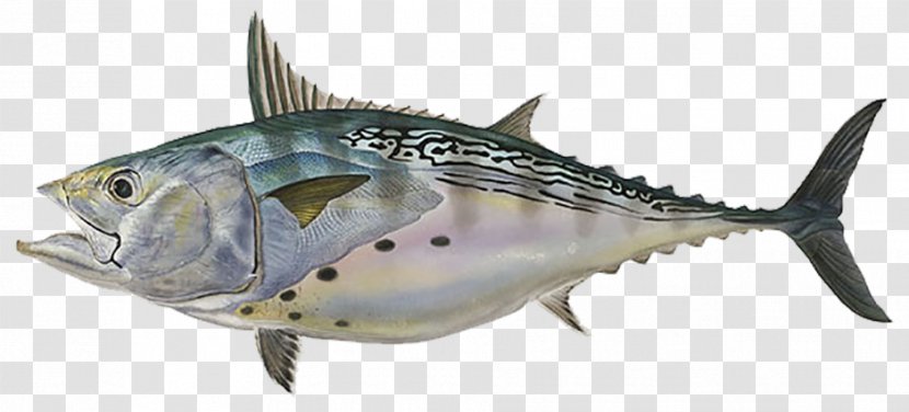 Little Tunny Albacore Tuna Fishing - Printing - False Transparent PNG