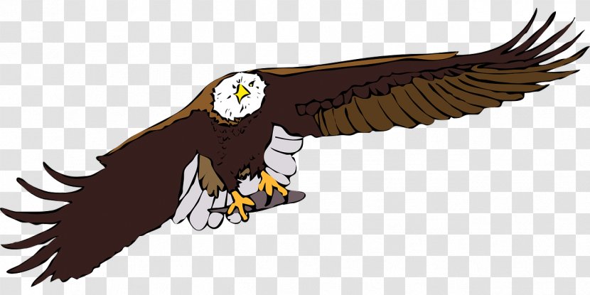 Bald Eagle Clip Art - Accipitriformes Transparent PNG