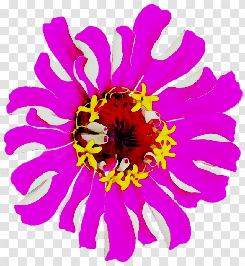 Chrysanthemum Floral Design Cut Flowers Annual Plant Herbaceous - Flowering Transparent PNG