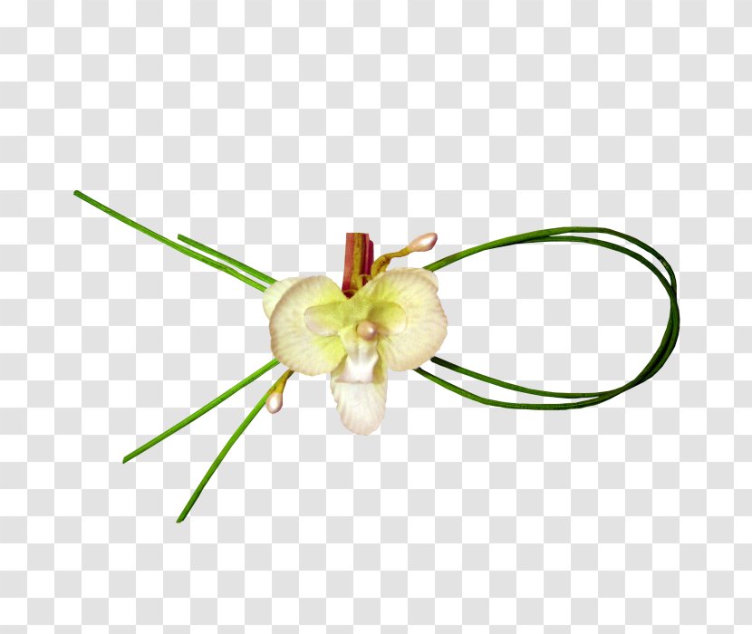 Petal Knot Green - Flowering Plant - Knotted Transparent PNG