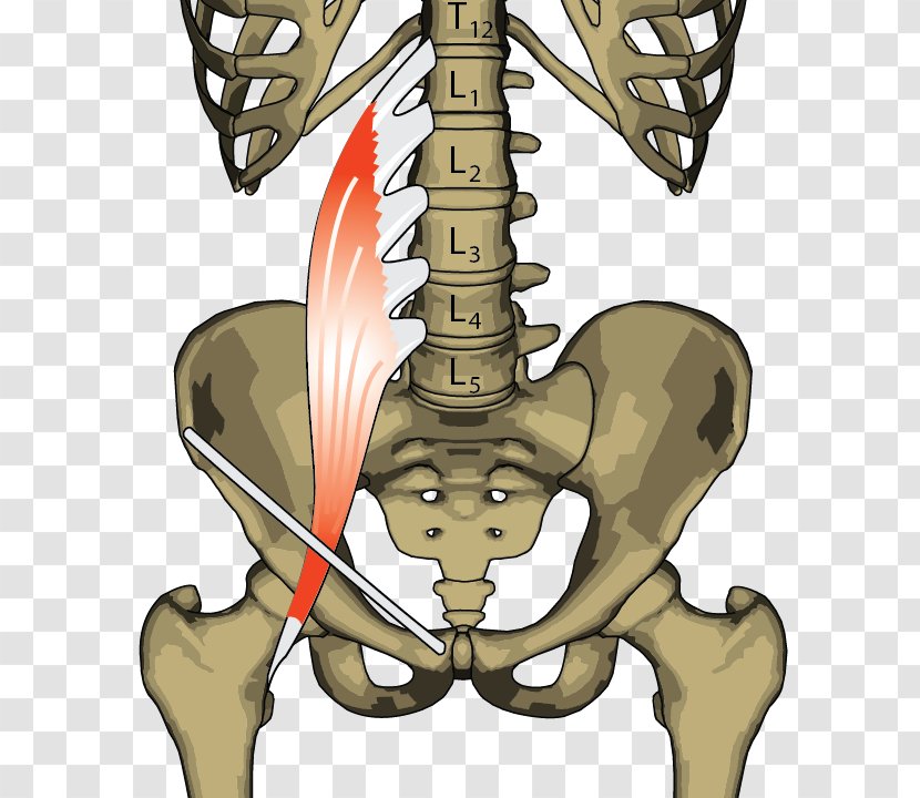 Psoas Major Muscle Iliopsoas Anatomy Hip - Silhouette Transparent PNG