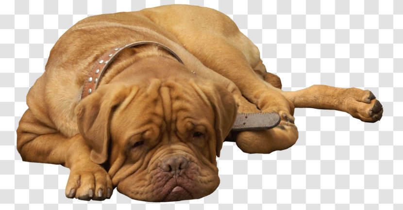 Dog Breed Bullmastiff Shar Pei Dogue De Bordeaux Puppy - Tosa - English Bulldog Transparent PNG