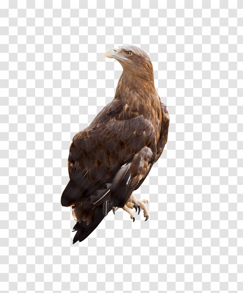 White-tailed Eagle Stock Photography Alamy - Accipitriformes Transparent PNG